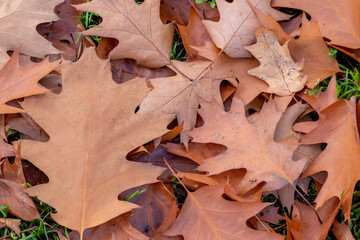 Colorful leaves in autumn and fall shine bright in the backlight and show their leaf veins in the sunlight with orange, red and yellow colors as beautiful side of nature in the cold season
