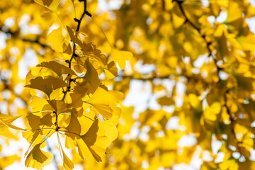 Colorful gingko leaves in autumn and fall shine bright in the backlight and show their leaf veins in the sunlight with orange, red and yellow colors as beautiful side of nature in indian summer