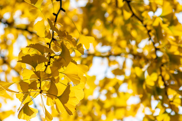 Colorful gingko leaves in autumn and fall shine bright in the backlight and show their leaf veins...