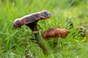 Big mushrooms in a forest found on mushrooming tour in autumn with brown foliage in backlight on the ground in mushroom season as delicious but possibly poisonous and dangerous forest fruit