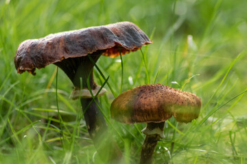 Big mushrooms in a forest found on mushrooming tour in autumn with brown foliage in backlight on the ground in mushroom season as delicious but possibly poisonous and dangerous forest fruit