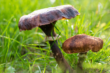 Big mushrooms in a forest found on mushrooming tour in autumn with brown foliage in backlight on the ground in mushroom season as delicious but possibly poisonous and dangerous forest fruit