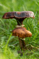 Big mushrooms in a forest found on mushrooming tour in autumn with brown foliage in backlight on the ground in mushroom season as delicious but possibly poisonous and dangerous forest fruit