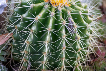 Green spiky cactus with long thorns is perfectly protected and adapted to deserts and dry areas due to its succulent water reservoir capacities and sharp stings to keep enemies on distance