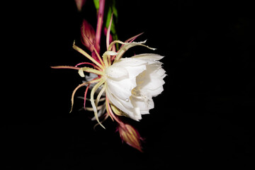 The Wijaya Kusuma (Epiphyllum Anguliger) flower blooms at midnight on a black background