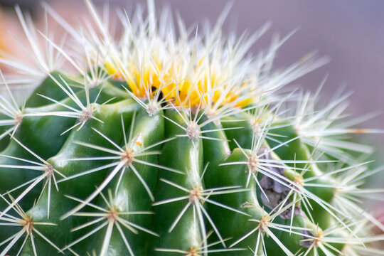 Green spiky cactus with long thorns is perfectly protected and adapted to deserts and dry areas due to its succulent water reservoir capacities and sharp stings to keep enemies on distance