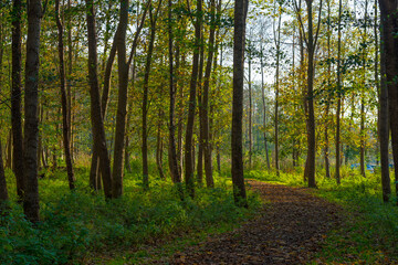 Obraz premium Trees in autumn colors in a field in bright sunlight at fall, Almere, Flevoland, The Netherlands, November 7, 2020