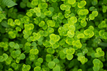 beautiful pattern of leaves on a plant