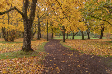 Naklejka premium Autumn colors in a landscape Oregon state.