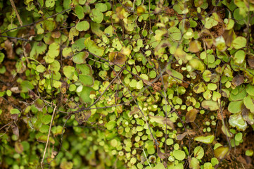 beautiful pattern of leaves on a plant