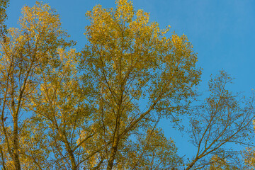 Trees in autumn colors in a field in bright sunlight at fall, Almere, Flevoland, The Netherlands, November 7, 2020