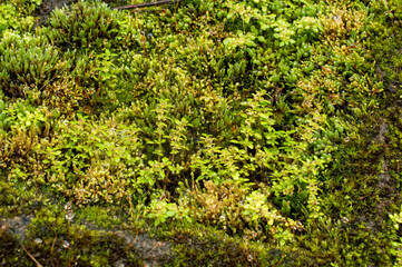 beautiful moss background 
