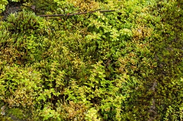 Fototapeta na wymiar beautiful moss background 