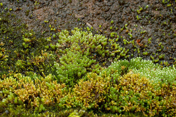 beautiful moss background 
