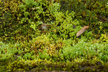 beautiful moss background 
