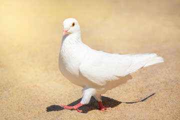 White dove walks on sand on the beach on sunny day.