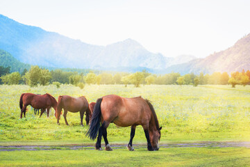 Herd of horses grazes in mountains on sunny day.