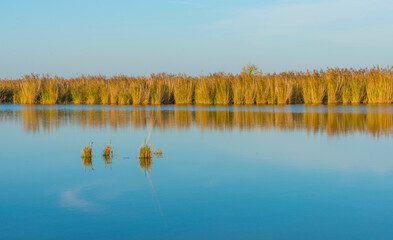 Reed along the sunny edge of a lake in wetland in bright sunlight in autumn, Almere, Flevoland, The Netherlands, November 7, 2020