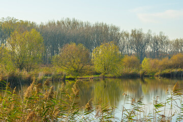Fototapeta na wymiar Reed along the sunny edge of a lake in wetland in bright sunlight in autumn, Almere, Flevoland, The Netherlands, November 7, 2020