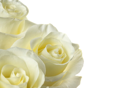 White roses. White rose buds isolated on white background close-up.