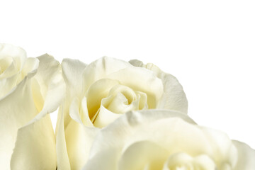 Obraz na płótnie Canvas White roses. White rose buds isolated on white background close-up.