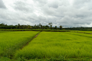 paddy plantation against a cloudy sky