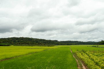 Fototapeta na wymiar paddy plantation against a cloudy sky