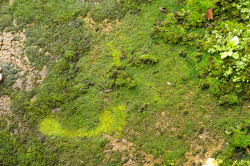 Obraz premium beautiful moss background 