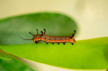 colourful caterpillar on a leaf.