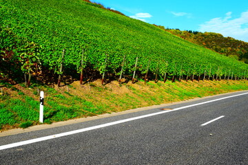 herbstlich bunte Weinberge bei Klotten an der Mosel