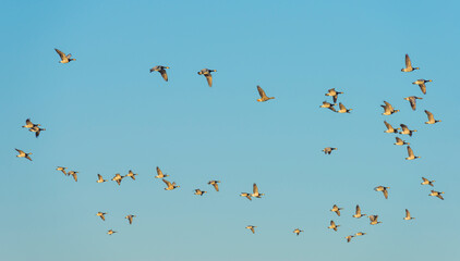 Flock of geese flying in a blue sky in bright sunlight over wetland in autumn, Almere, Flevoland, The Netherlands, November 7, 2020