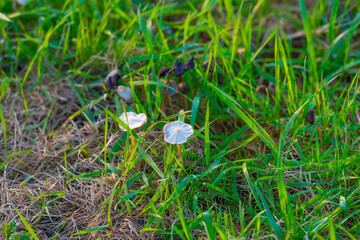 Mushrooms in green grass in a field in wetland in sunlight in autumn, Almere, Flevoland, The Netherlands, November 7, 2020