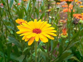 selective focus on big yellow flower in garden