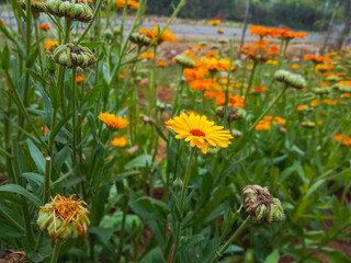 selective focus on yellow flowers in garden