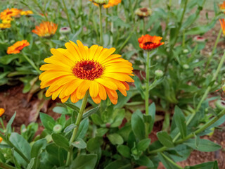 selective focus on big yellow flower in garden