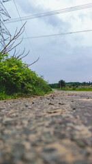 view of road side green plants