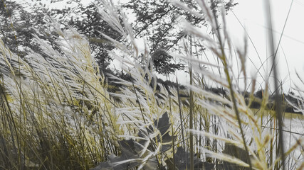 Fototapeta premium view of white flowers near corn field