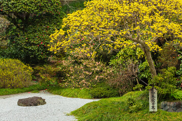 日本　神奈川県の鎌倉の報国寺の日本庭園の山茱萸の木