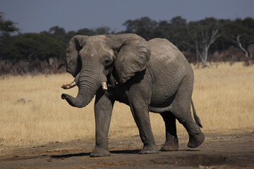 Obraz na płótnie Canvas The African bush elephant (Loxodonta africana), big bull. A large male on the dry plains of southern Africa.