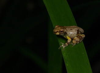 Baby frog on reed (Metamorph of a Litoria species). Kuranda, Queensland, Australia.