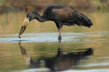 The African openbill (Anastomus lamelligerus) the clams in its beak in a shallow dam. A large African stork with a special beak opens the shell for food.
