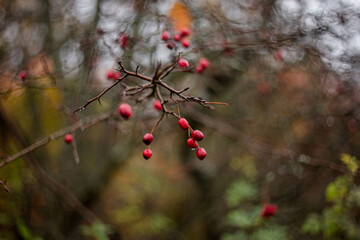 Red berries