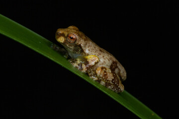 Obraz premium Baby frog on blade of grass (Metamorph of a Litoria species). Kuranda, Queensland, Australia.