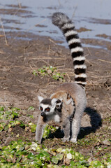Naklejka na ściany i meble Ring-tailed lemur (Lemur catta) - Madagascar