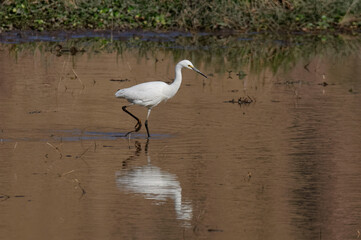 Dimorphic Egret (Egretta dimorpha) - Madagascar