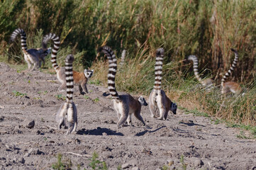 Fototapeta premium Ring-tailed lemur (Lemur catta) - Madagascar