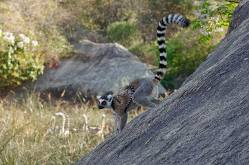 Ring-tailed lemur (Lemur catta) - Madagascar © André LABETAA