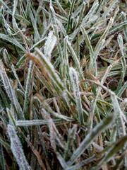 grass in the snow