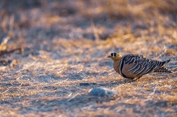 Painted Sandgrouse or Pterocles indicus portrait in early morning sunlight at ranthambore national park or tiger reserve sawai madhopur rajasthan india