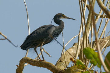 Dimorphic Egret (Egretta dimorpha) - Madagascar